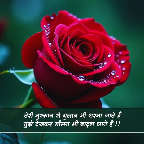 Beautiful Rose Shayari Beautiful Rose Shayari