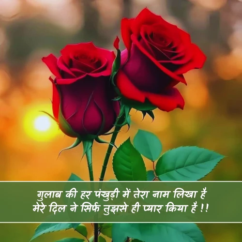 Love Rose Shayari Love Rose Shayari