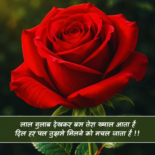 Red Rose Shayari Red Rose Shayari