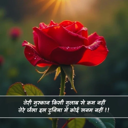 Romantic Rose Shayari Romantic Rose Shayari