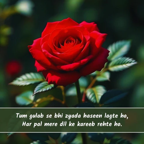 Rose Shayari in English Rose Shayari in English