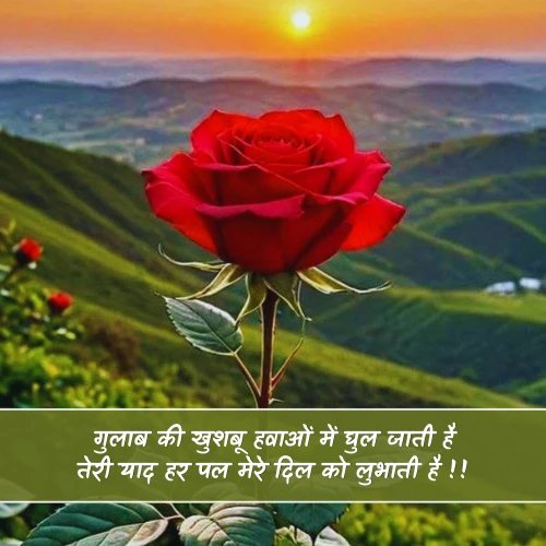 Rose Shayari in Hindi Rose Shayari in Hindi