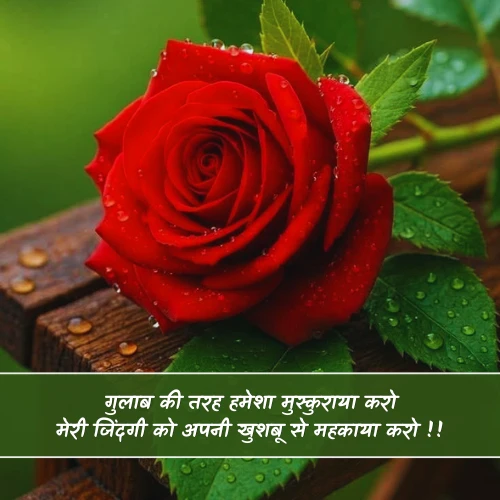 Rose Shayari Rose Shayari