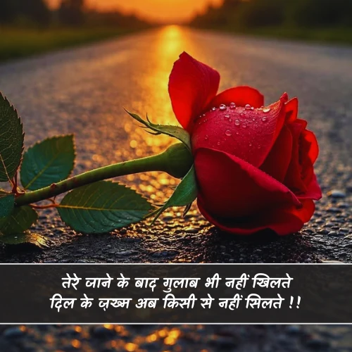 Sad Rose Shayari Sad Rose Shayari